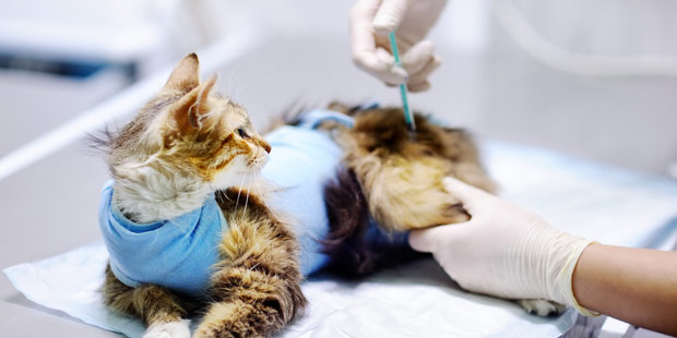 Injection chez un chat