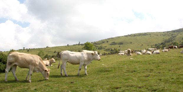 Troupeau de vaches en estive dans les Pyrénées