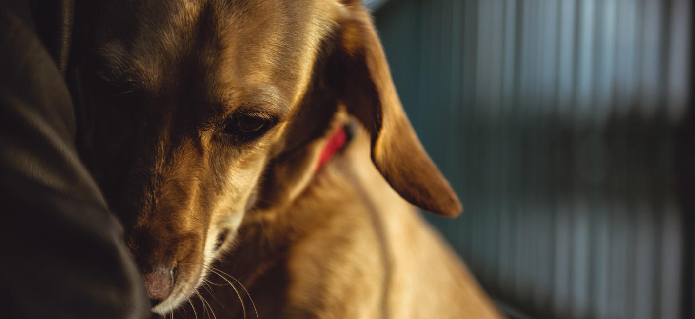 adoption chien en refuge