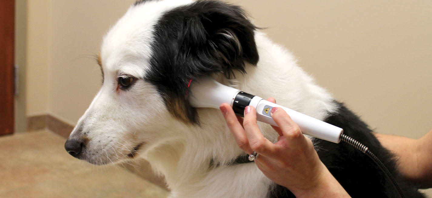 Un vétérinaire appliquant un laser sur un chien