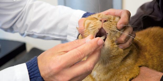 Antiparasitaire oral donné à un chat