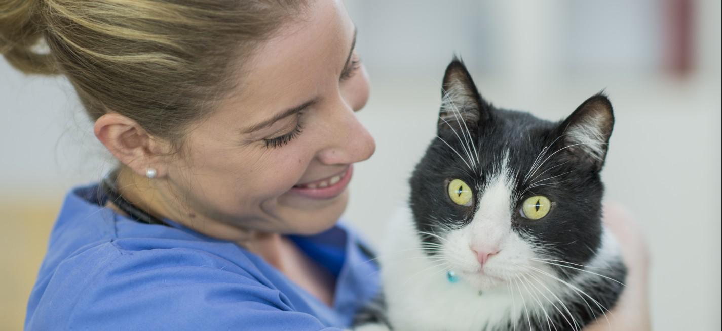 chat vétérinaire