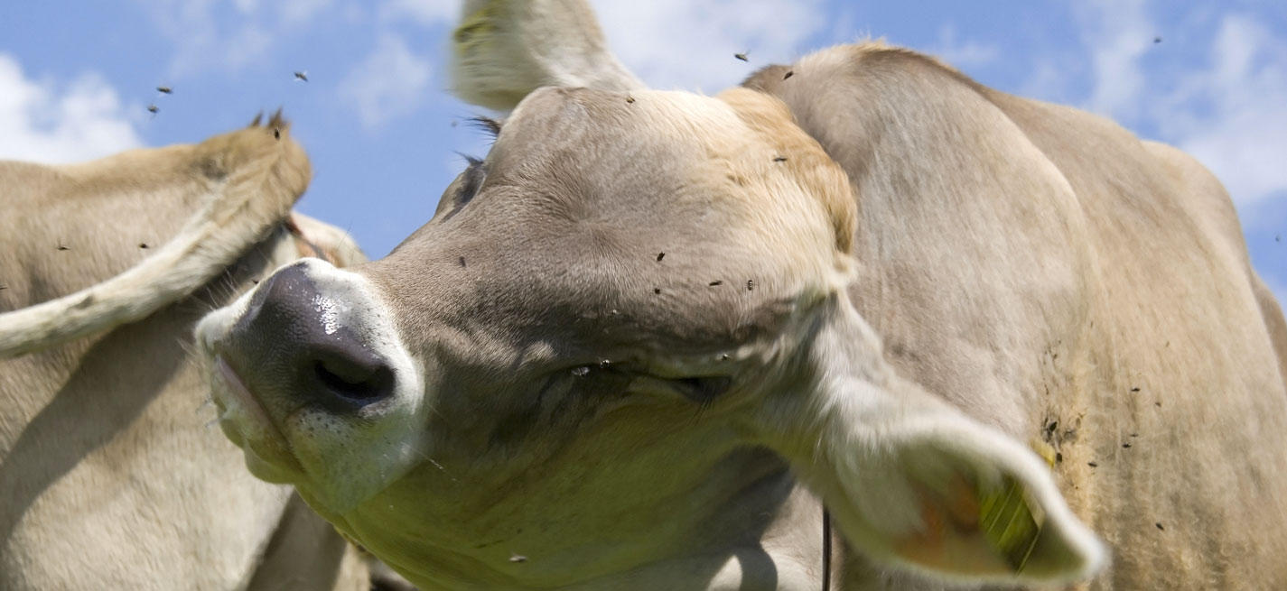 vache 