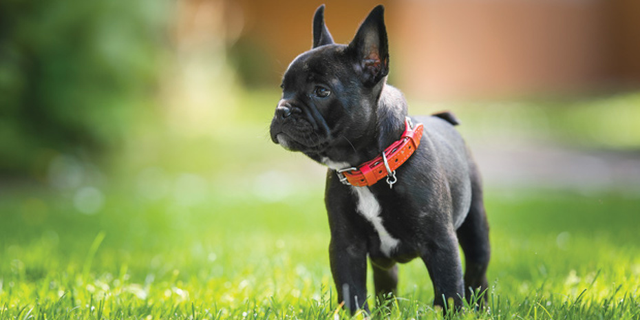 Le bouledogue français fait partie des races canines plutôt à la mode souvent touchées.
