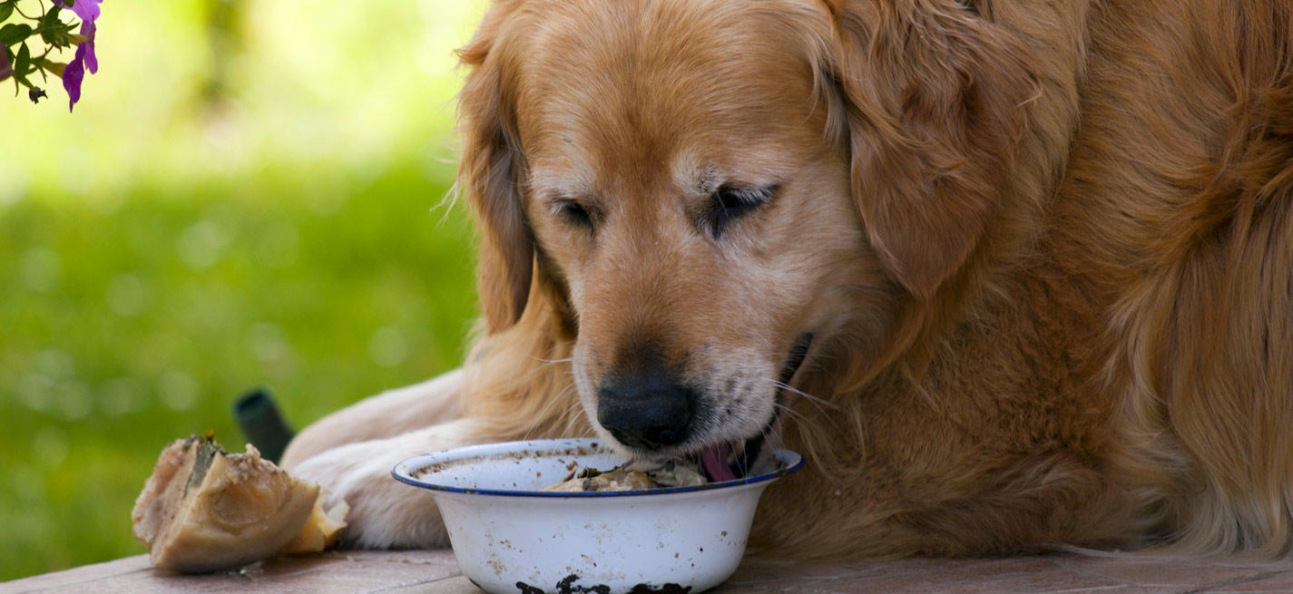 golden retriever surpoids