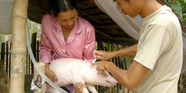 santé animale de proximité