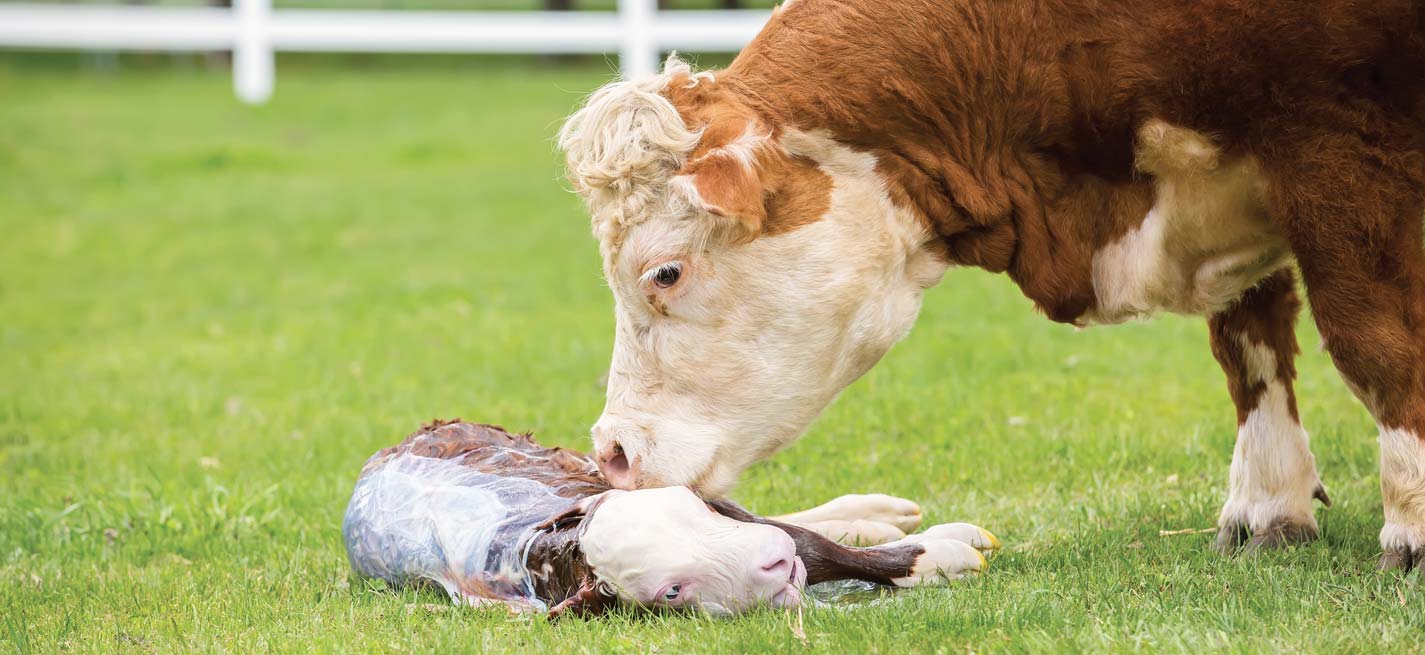 Une vache avec son veau