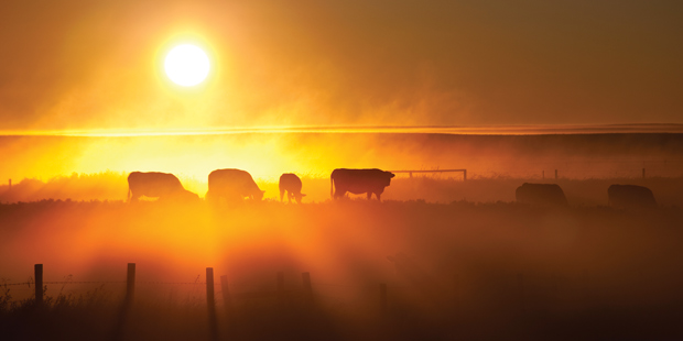 Vaches au pré