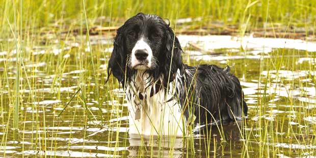 chien en contact avec de l'eau