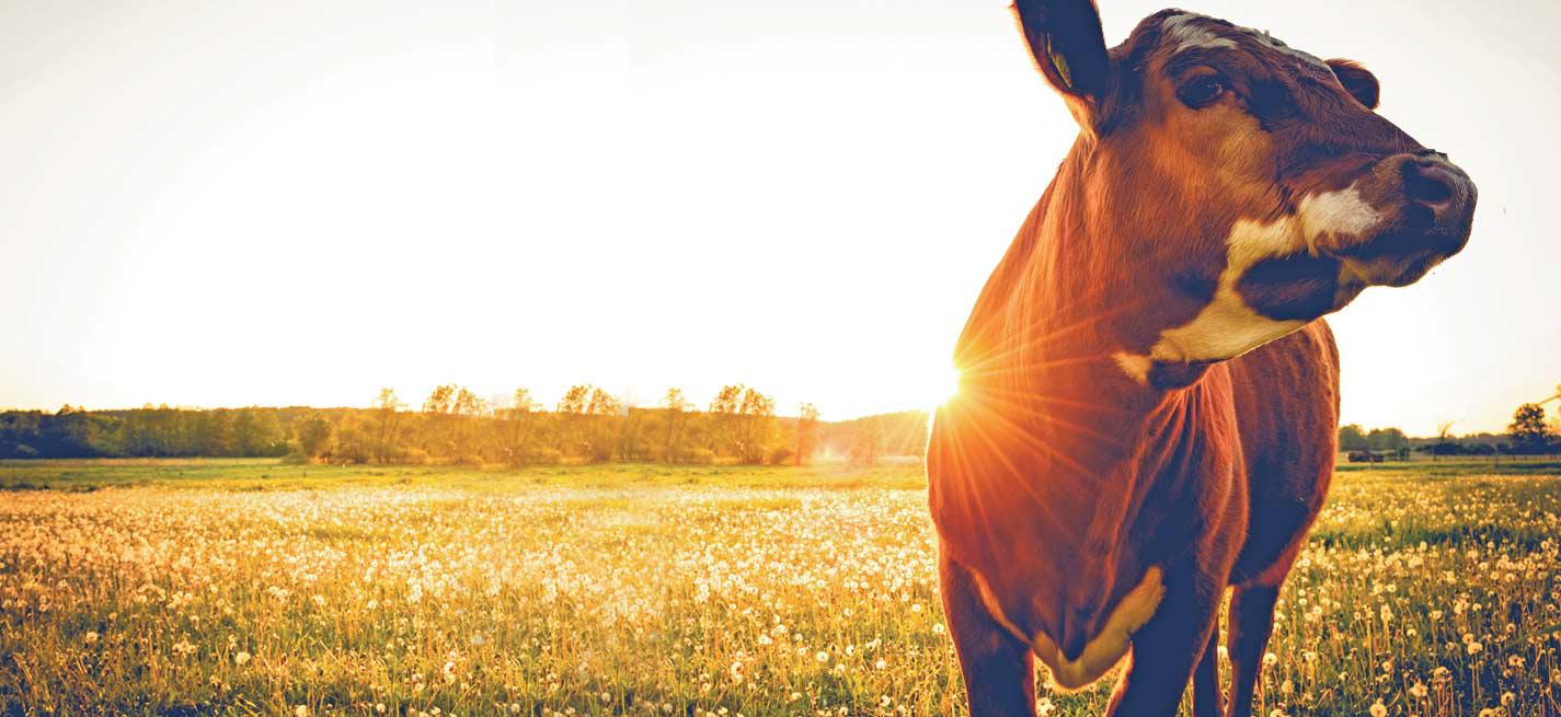 Une vache dans un pré au levée du soleil