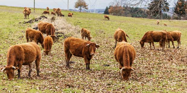 troupeau de vaches Salers