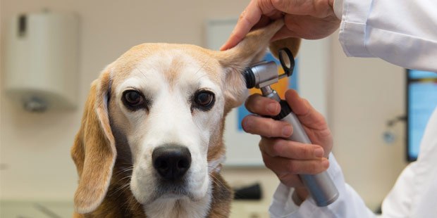 Chien en consultation vétérinaire