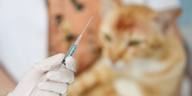 Vaccination d'un chat