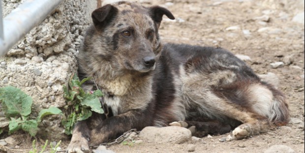 chien berger d’Auvergne