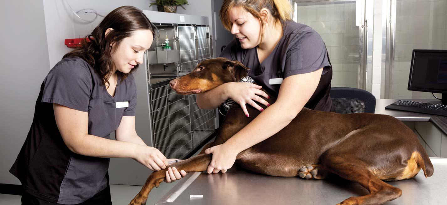 Deux ASV faisant un prélèvement sur un chien