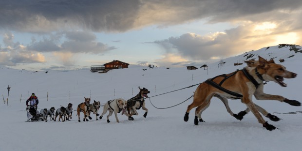 Course de traîneaux à chiens Lekkarod