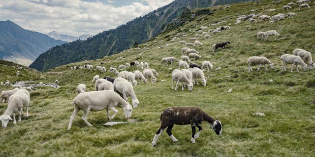 un troupeau de moutons en estive dans les Pyrénées