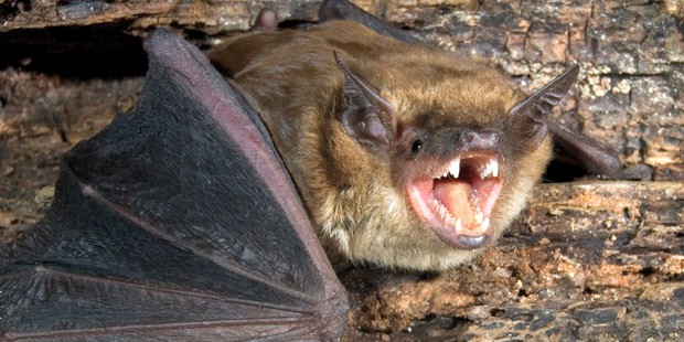 Chauve-souris