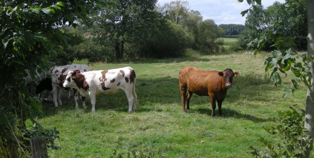 Vaches dans un pré