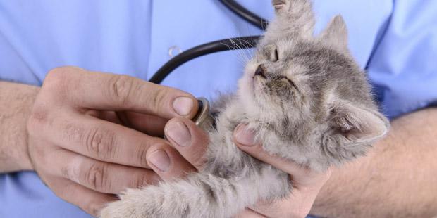 Chaton ausculté par un vétérinaire