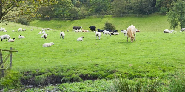 vaches et moutons au pré