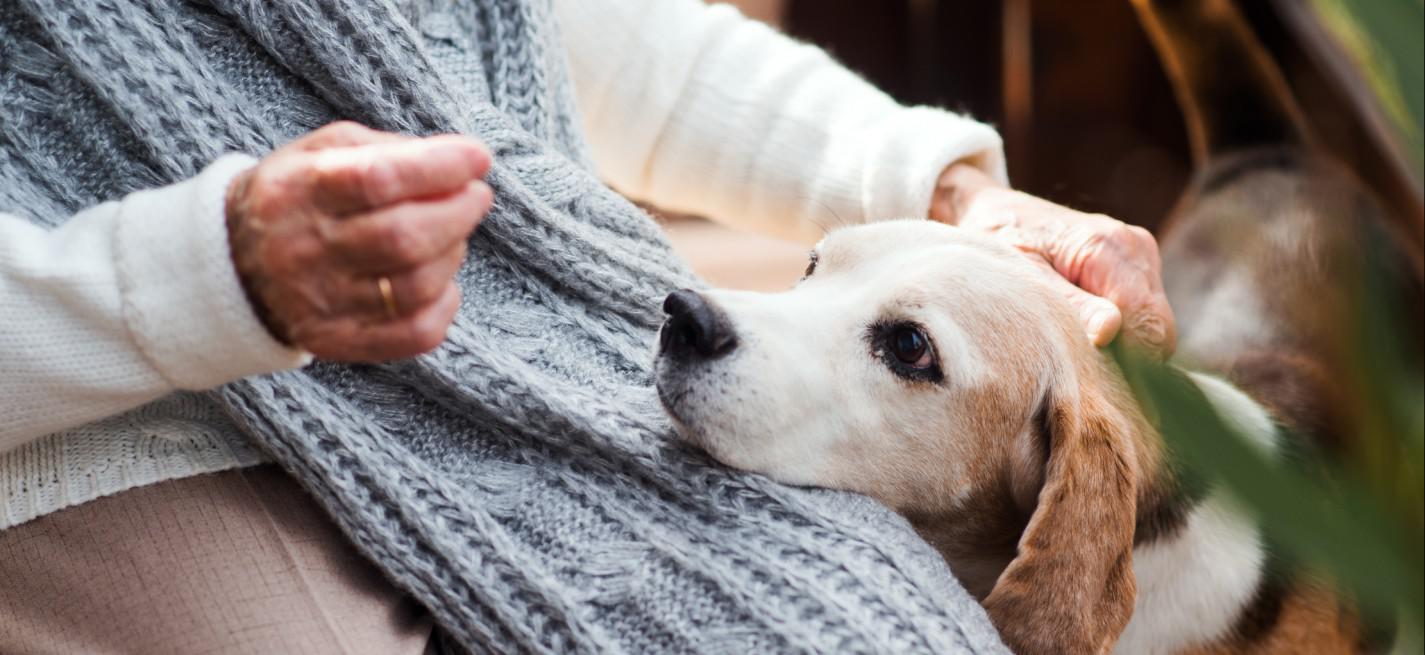 Chien et personne âgée