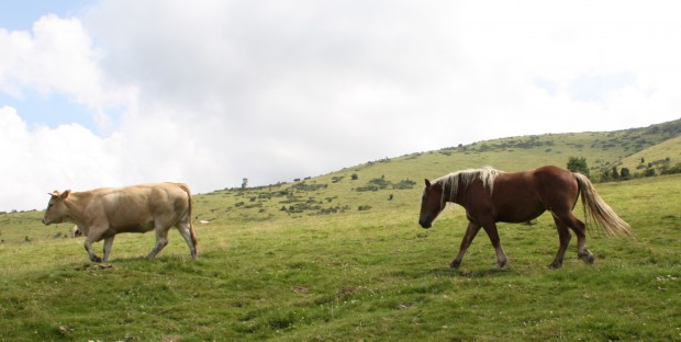 vaches et chevaux au paturage