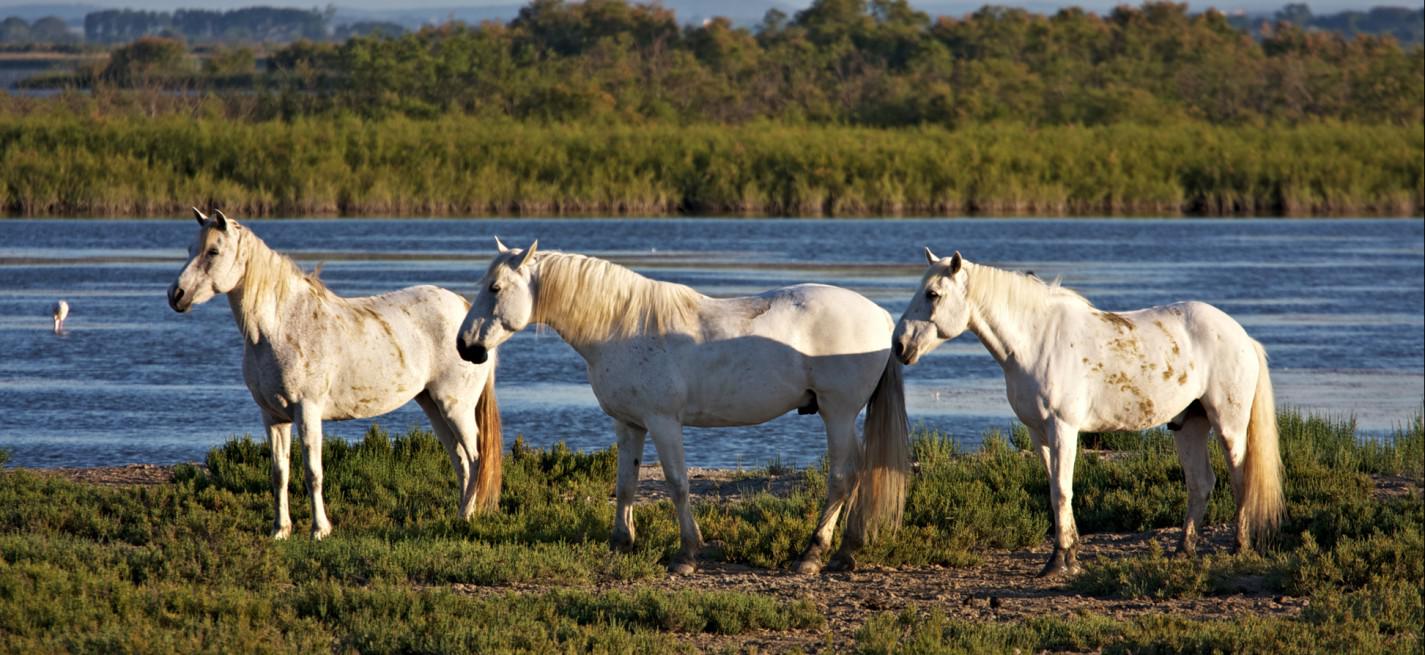 Chevaux en Camargue