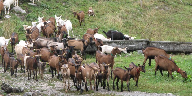 un troupeau de chèvres dans les Alpes