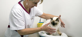 La pesée du chat fait partie de la consultation de santé annuelle afin de suivre l’évolution du poids.