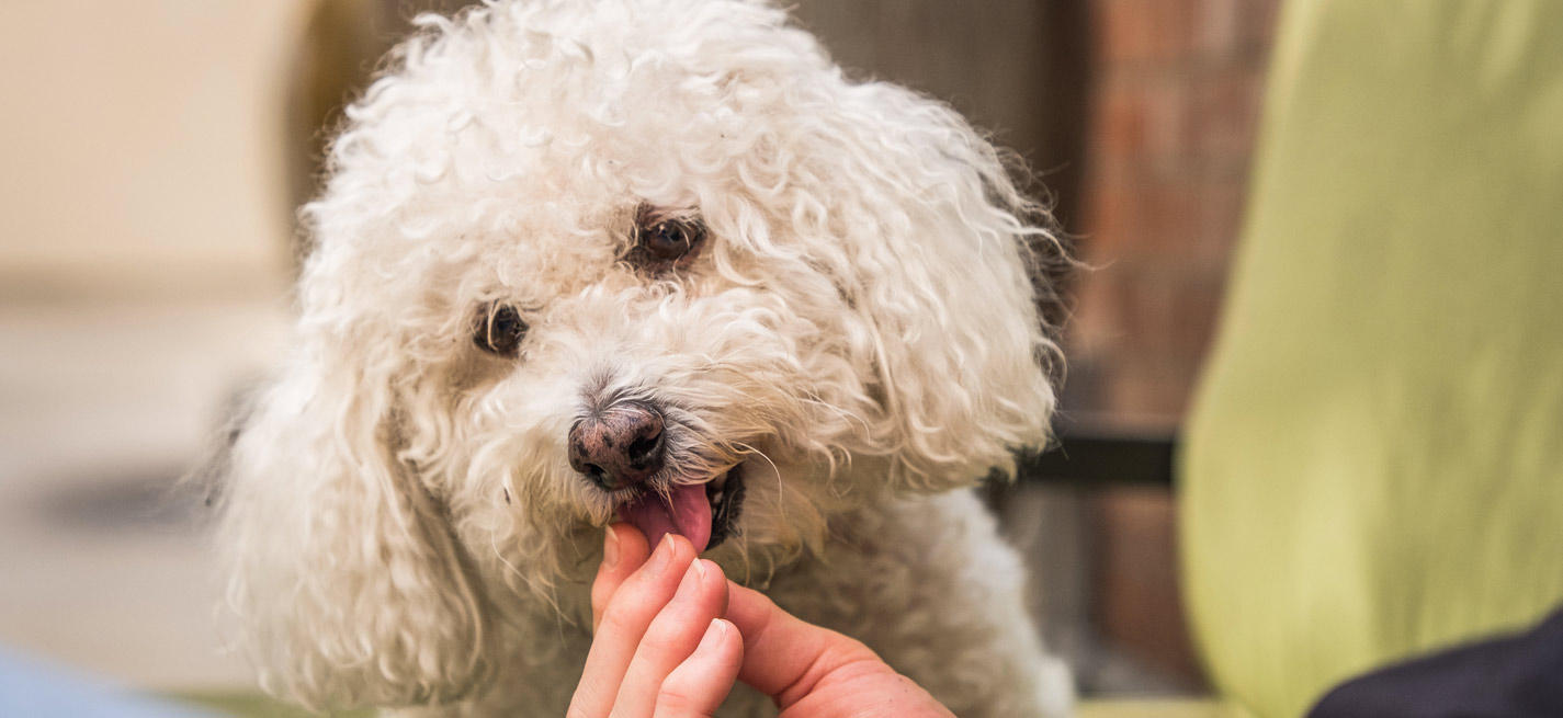 Chien et croquette