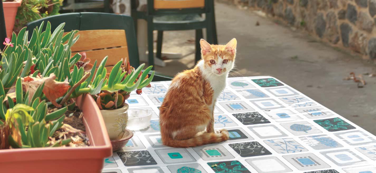 Un chat sur une terrasse