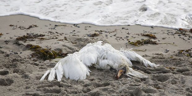 cadavre de cygne sur une plage 