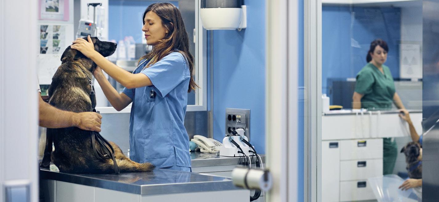 Auscultation d’un chien chez un vétérinaire