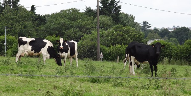 3 vaches holstein au pré