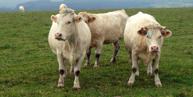 troupeau de vaches charolaises dans un pré.