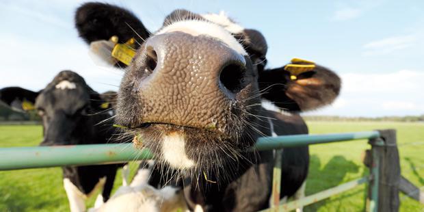 Une vache dans un pré