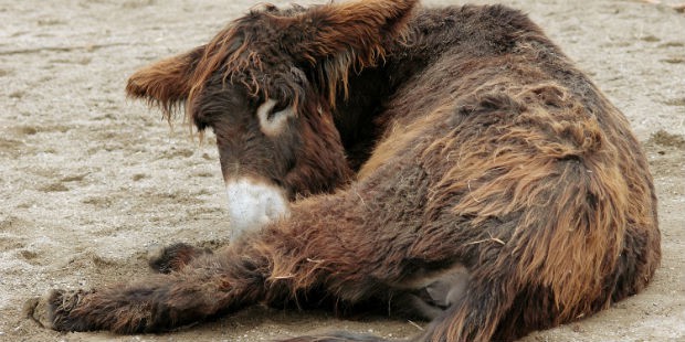 Le Baudet du Poitou est une race locale qui bénéficie d'un programme de sauvegarde