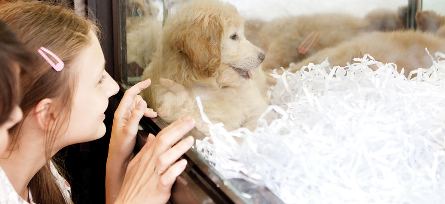 famille qui regarde les chiens en cage dans une animalerie