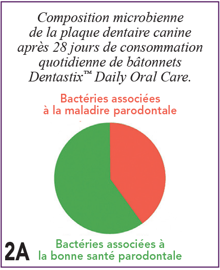  Composition microbienne
                    de la plaque dentaire canine
                    après 28 jours de consommation
                    quotidienne de bâtonnets
                    Dentastix™ Daily Oral Care. / Bactéries associées
                    à la maladire parodontale /2A Bactéries associées à
                    la bonne santé parodontale