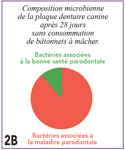  Composition microbienne
                    de la plaque dentaire canine
                    après 28 jours
                    sans consommation
                    de bâtonnets à mâcher. / Bactéries associées
                    à la bonne santé parodontale / 2B Bactéries associées à
                    la maladire parodontale